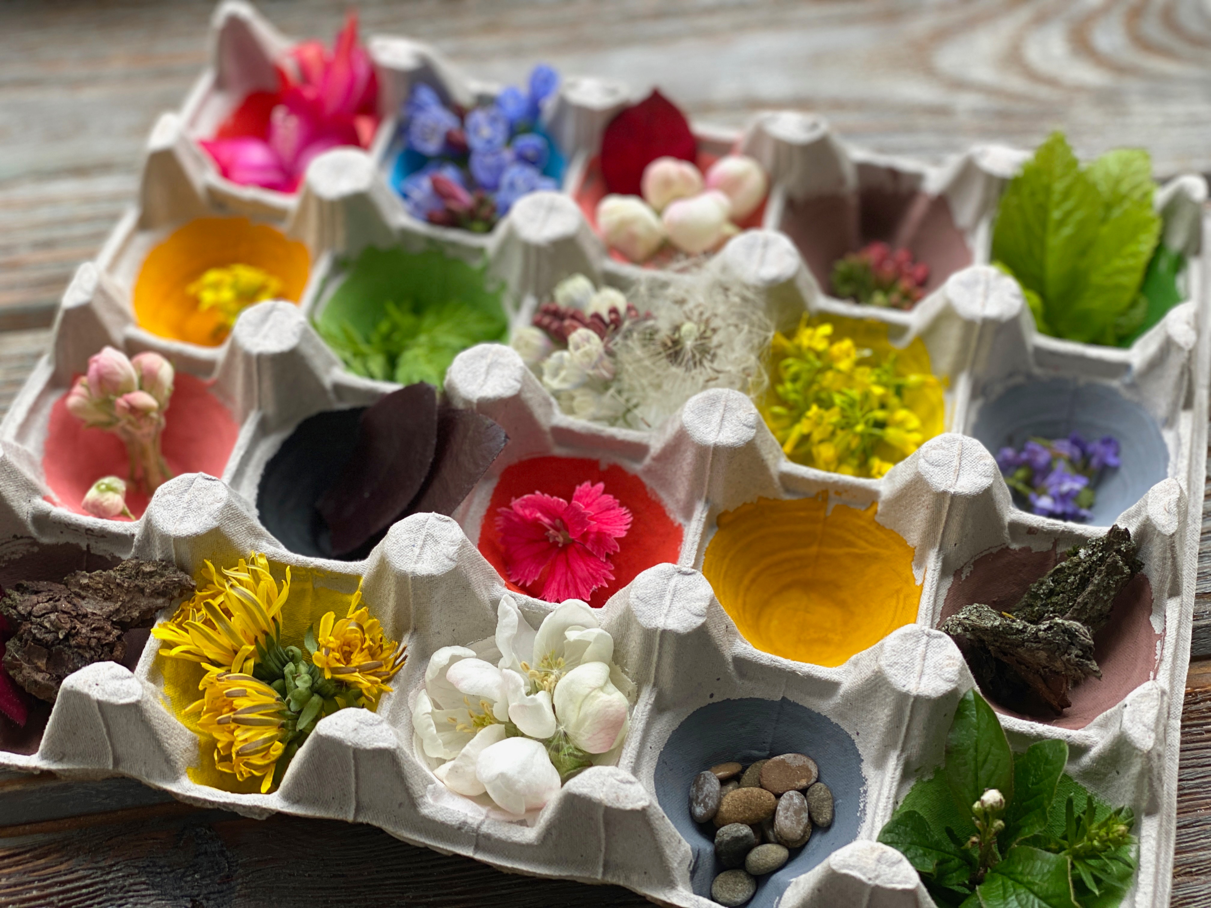 egg carton used for nature scavenger hunt